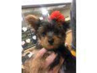Yorkshire Terrier Puppy for sale in Woodhaven, NY, USA