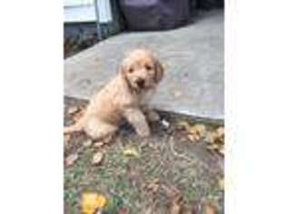 Goldendoodle Puppy for sale in Williamston, NC, USA