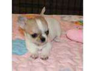 Chihuahua Puppy for sale in Clute, TX, USA
