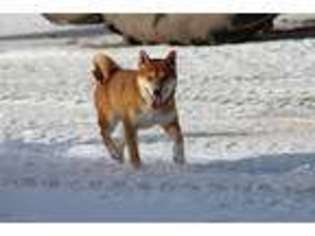 Shiba Inu Puppy for sale in Stanley, WI, USA