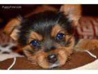 Yorkshire Terrier Puppy for sale in Guntersville, AL, USA