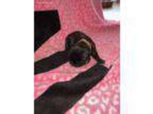 Cane Corso Puppy for sale in Decatur, TN, USA