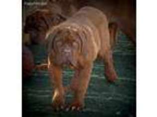 American Bull Dogue De Bordeaux Puppy for sale in Aurora, CO, USA