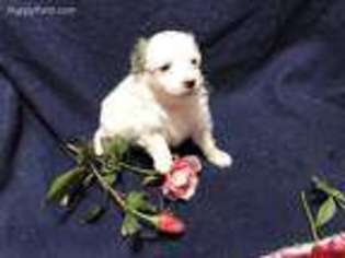 Havanese Puppy for sale in Georgetown, OH, USA
