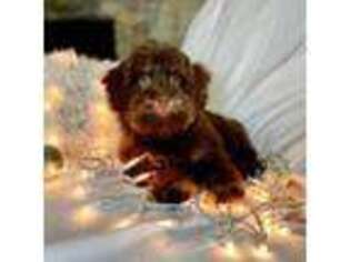Havanese Puppy for sale in Houston, TX, USA
