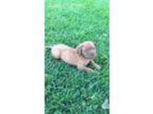 Mastiff Puppy for sale in West Covina, CA, USA