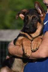 German Shepherd Dog Puppy for sale in WARRENTON, VA, USA