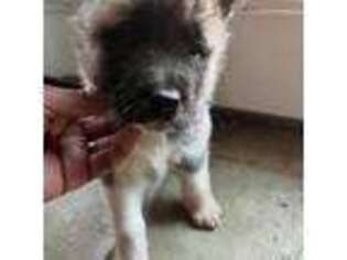 Akita Puppy for sale in Stone Mountain, GA, USA