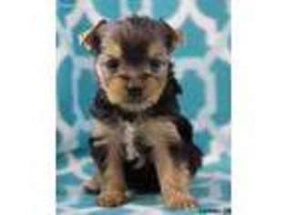 Yorkshire Terrier Puppy for sale in Charlottesville, VA, USA