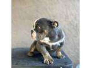 Bulldog Puppy for sale in Ceres, CA, USA
