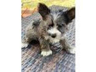 Yorkshire Terrier Puppy for sale in Austin, TX, USA