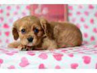 Cavalier King Charles Spaniel Puppy for sale in Richmond, IN, USA