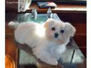 Maltese Puppy for sale in Dover, TN, USA