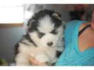 Siberian Husky Puppy for sale in Rosendale, NY, USA