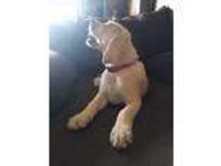 Labrador Retriever Puppy for sale in Warwick, RI, USA