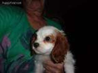 Cavalier King Charles Spaniel Puppy for sale in Albertville, AL, USA