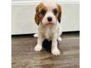 Cavalier King Charles Spaniel Puppy for sale in West Covina, CA, USA