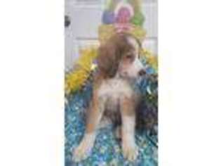 Medium Photo #1 Bernese Mountain Dog Puppy For Sale in Newport, NE, USA
