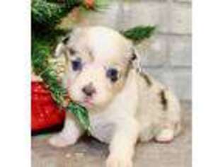 Pembroke Welsh Corgi Puppy for sale in Pittsburg, KS, USA