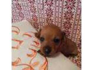 Dachshund Puppy for sale in Trenton, GA, USA