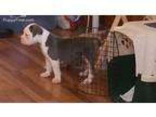 American Bulldog Puppy for sale in Milwaukee, WI, USA