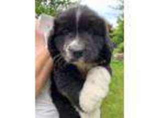 Newfoundland Puppy for sale in Elkhart Lake, WI, USA