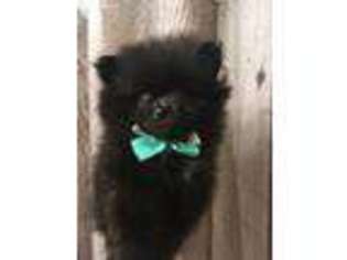 Pomeranian Puppy for sale in Avoca, MI, USA