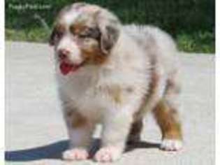 Australian Shepherd Puppy for sale in Anahuac, TX, USA