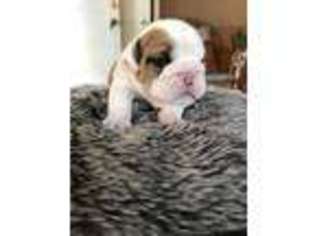 Bulldog Puppy for sale in Oxnard, CA, USA