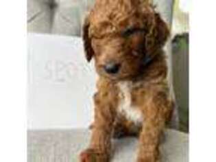Goldendoodle Puppy for sale in Tustin, CA, USA