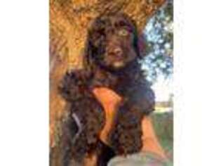 Goldendoodle Puppy for sale in Saint Cloud, FL, USA