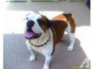 Bulldog Puppy for sale in EDINBURG, TX, USA