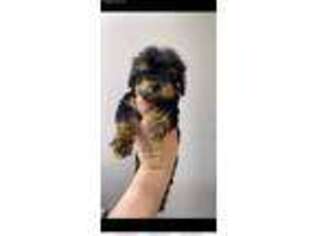 Mutt Puppy for sale in Bluefield, VA, USA