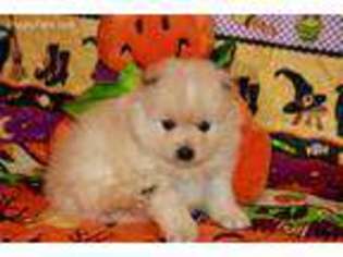 Pomeranian Puppy for sale in Girard, KS, USA
