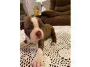 Boston Terrier Puppy for sale in Fallon, NV, USA