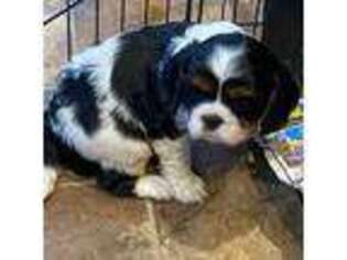 Cavalier King Charles Spaniel Puppy for sale in Schenectady, NY, USA