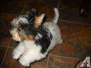 Biewer Terrier Puppy for sale in LA FAYETTE, GA, USA