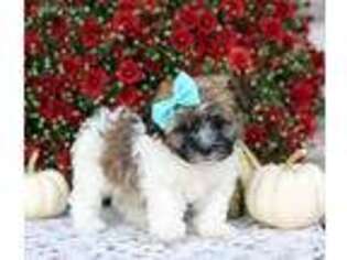 Havanese Puppy for sale in Plymouth, OH, USA