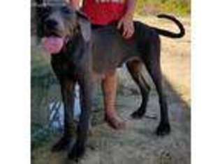 Great Dane Puppy for sale in Baxley, GA, USA