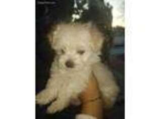 Maltese Puppy for sale in Gouldsboro, PA, USA