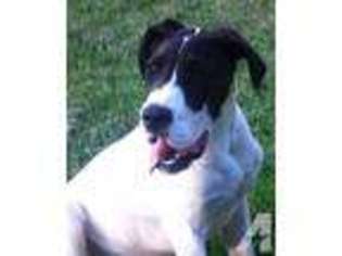 Great Dane Puppy for sale in WELLSTON, OH, USA