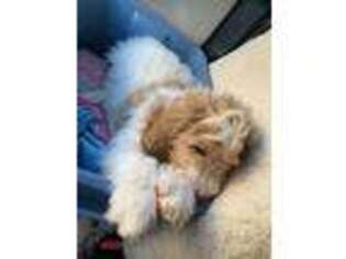 Labradoodle Puppy for sale in Fair Oaks, CA, USA