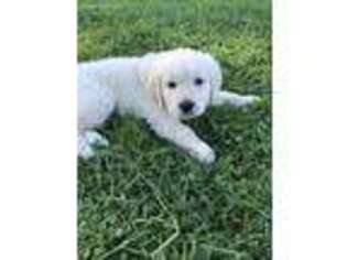 Mutt Puppy for sale in Clay, NY, USA