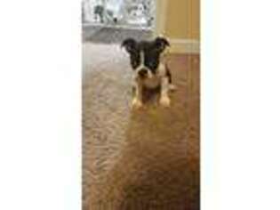 Boston Terrier Puppy for sale in Osceola, IN, USA