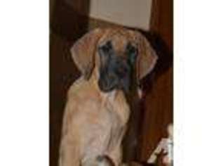 Great Dane Puppy for sale in FAIRVIEW, TN, USA