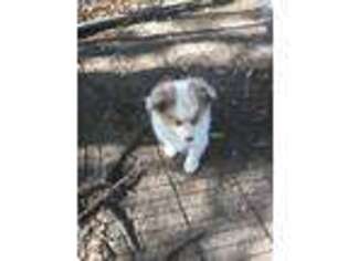 Miniature Australian Shepherd Puppy for sale in Round Mountain, TX, USA