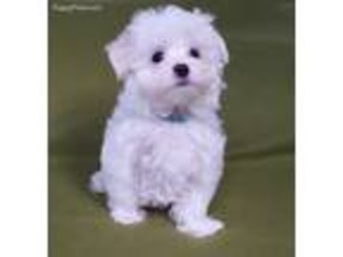 Maltese Puppy for sale in Monroeville, PA, USA