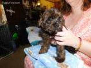 Yorkshire Terrier Puppy for sale in Leonard, MI, USA
