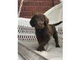 Labradoodle Puppy for sale in Reagan, TN, USA