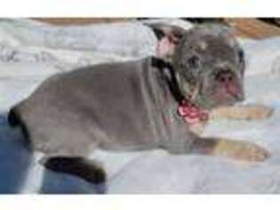 French Bulldog Puppy for sale in Belleville, MI, USA